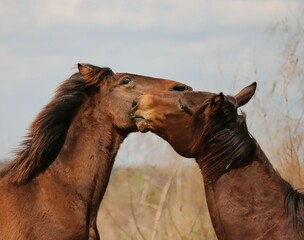 Wild Horses of Paynes Prairie Gainesville Florida Cracker Official State Horse