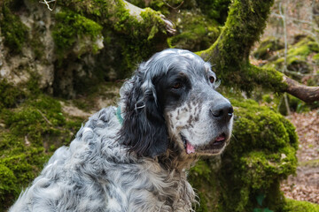 portrait of a bluebelton English Setter dog outdoors