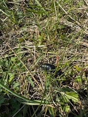 a large dark beetle on the ground against a background of green grass