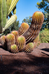 Botanical garden with different tropical succulent plants green cactuses close up