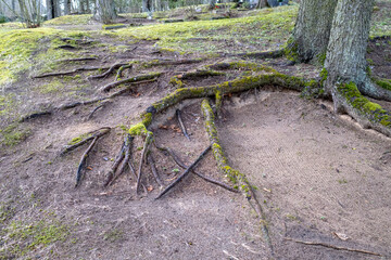  green moss covered tree roots of pine trees stretching over the cliffy ground