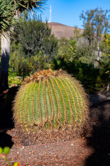 Botanical garden with different tropical succulent plants green cactuses close up