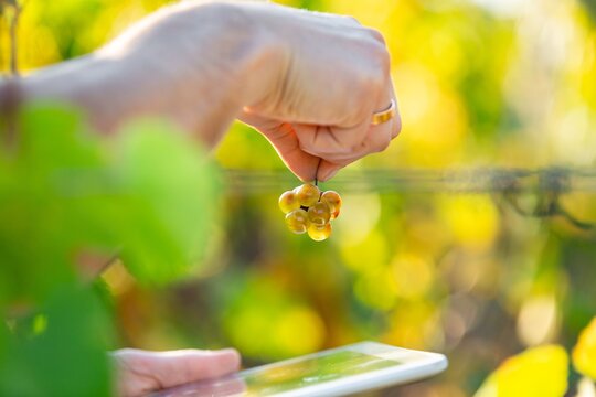 Hand with grape and digital table on field. Smart Farm