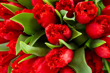 Colorful bouquet of red tulip, celebration card, home decoration or wallpaper concept