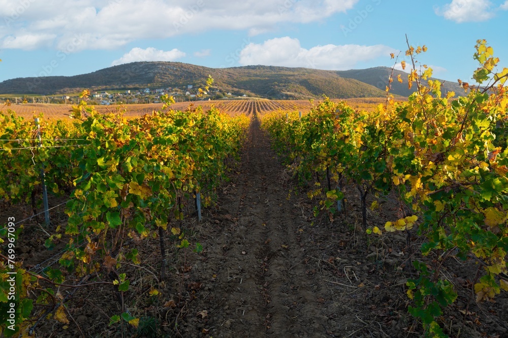 Poster Beauty landscape vineyard agricultural fields. Grape valley.