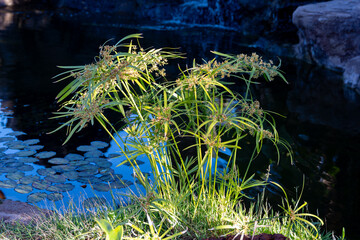 Ancient flora, green papyrus plant growing in water