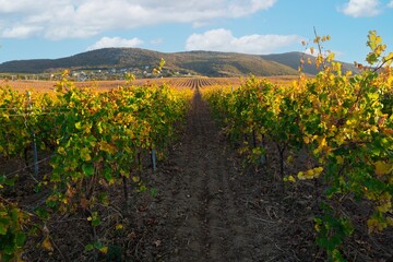 Beauty landscape vineyard agricultural fields. Grape valley.