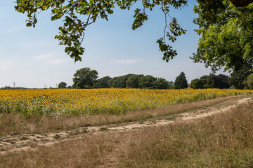 Fototapeta na wymiar Looking out over a field of sunflowers, on a sunny summer's day