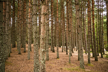 Group of tall, thin trees