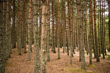Fotobehang Group of tall, thin trees © miss