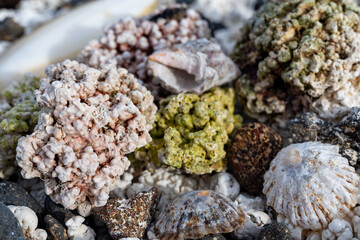 White popcorn shaped white corals and sea shells on beach in Corralejo, Fuerteventura, Canary islands, Spain, travel destination