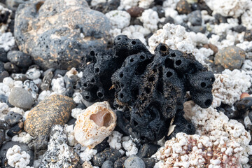 White popcorn shaped white corals and sea shells on beach in Corralejo, Fuerteventura, Canary islands, Spain, travel destination