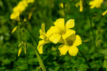 Obraz premium Countryside landscape with trees in spring season with colorful blossom of wild yellow flowers