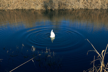 Swan upside down in the water. Swans are looking for food at the bottom of the pond. Diving swan in a pond
