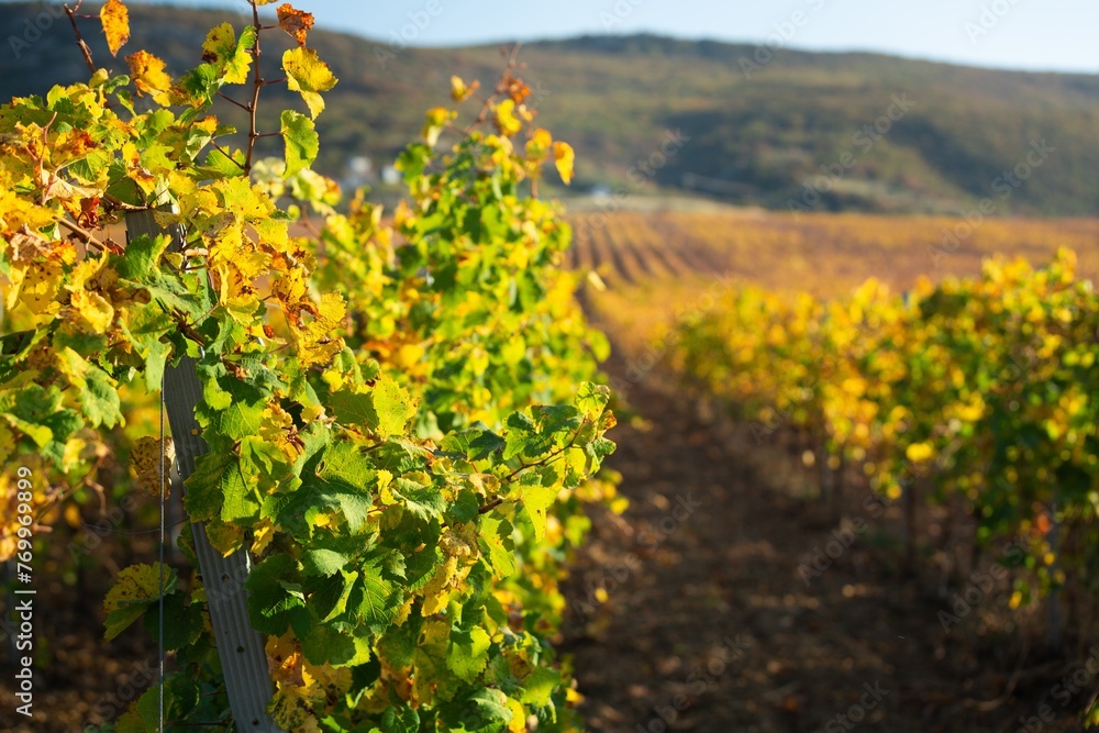 Sticker Beauty landscape vineyard agricultural fields. Grape valley.