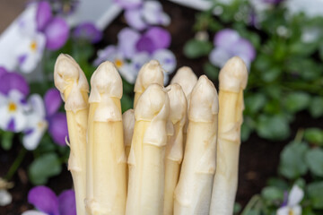 Spring season, new harvest of Dutch, German white asparagus, bunch of raw washed and pilled white asparagus and viola flowers