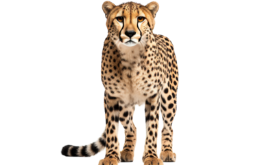 A cheetah stands confidently before a stark white backdrop, its intense gaze fixated somewhere beyond sight