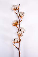 Home decoration, dried branch with bolls of cotton plant, source of natural fiber kitchen and bed textile on white background