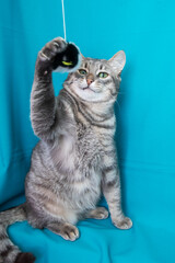 Gray cat with yellow eyes portrait on blue background