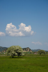 Sardinian landscape with isolated wild pear tree with white flowers, along Torralba Bonorva road....