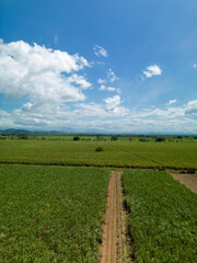 Fototapeta na wymiar Aerial view of sugar cane fields, Chiriqui, Panama, Central America - stock photo