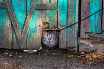 Outdoor blue-eyed cat