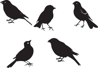 Set of Birds Black Silhouette on white background