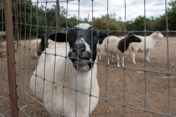 Sheep with black and white head gathering near the fence on the farm ranch ready to be fed