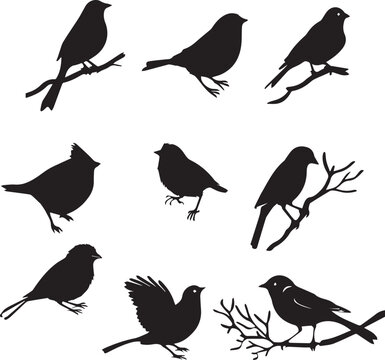 Set of Birds Black Silhouette on white background