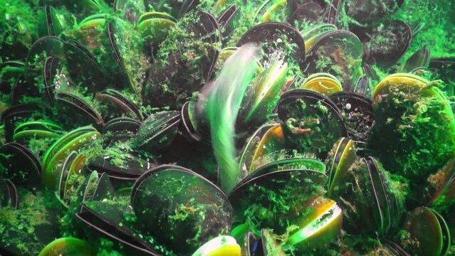 Tentacled blenny (Parablennius tentacularis) in fouling of Black Sea mussels, Black Sea