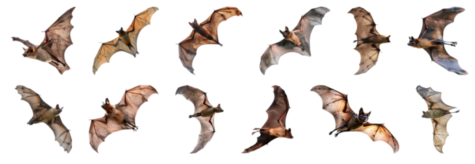 Multiple flying bats in motion isolated cut out on transparent background