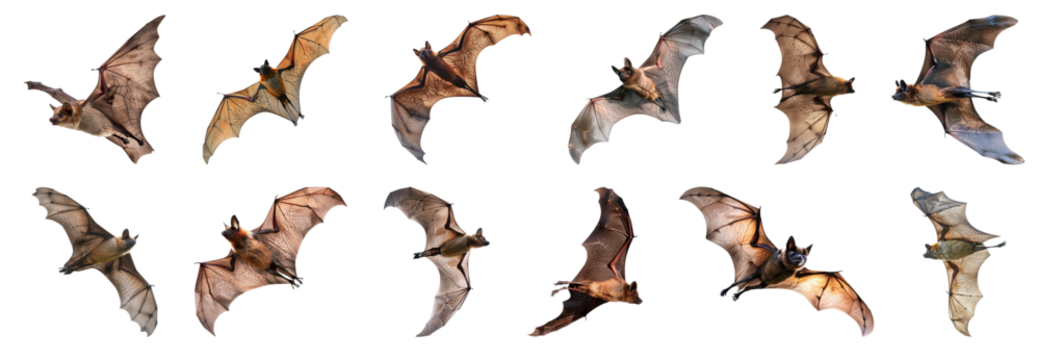 Multiple flying bats in motion isolated cut out on transparent background - Powered by Adobe