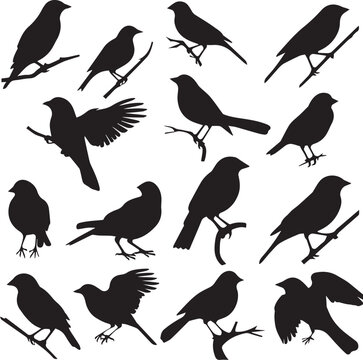 Set of Birds Black Silhouette on white background