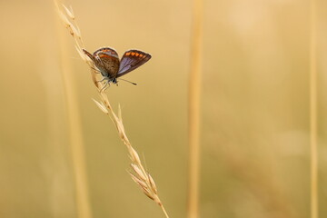 una farfalla comune blu su dell'erba