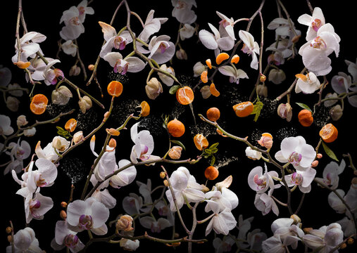 Orchidea clementina