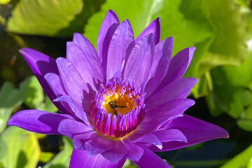 purple lotus flower