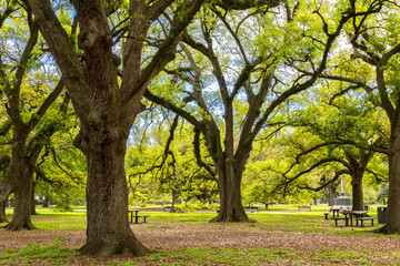 Beautiful Live Oak trees in Audubon Park on a sunny spring morning - 769982226