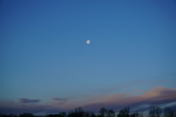 Early morning moon with low, pink and purple stratus clouds and dark treetops during a blue dawn at sunrise.