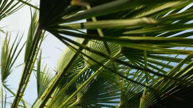 Palm leaves moving in wind