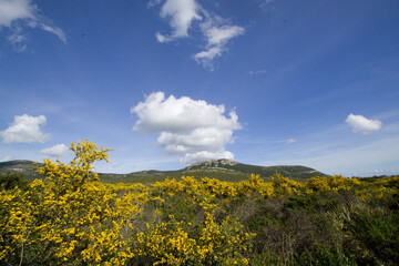 landscape with Mimosa (Acacia saligna) yellow flowers, green fields, sky and clouds. Alghero, Sardinia, Italy