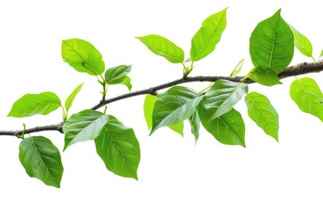 Tree Leaf. Green Natural Leaf on Tree Branch, Isolated for Design. Ecology and Tropical Environment Concept