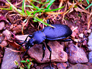 Black beetle on the ground, closeup of photo with soft focus.