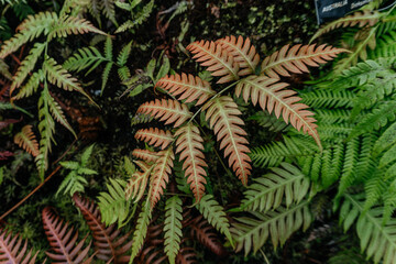 Orange and Green Fern Leaves in Forest