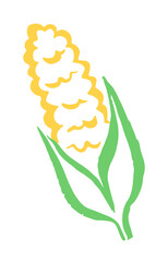Corn cob drawing hand painted with ink brush. Png clipart isolated on transparent background
