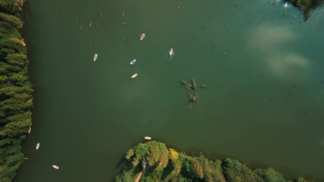 Ducks swimming in water surrounded by trees in a peaceful lake