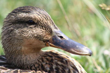 Mallard duck close up in natural setting with bokeh green grasses.  Tan duck in macro view with natural background.