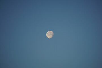 Glowing morning moon during sunrise against clear blue dawn sky, waning Gibbous