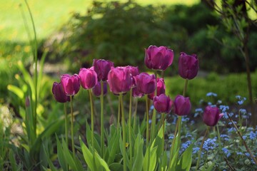 Purple tulips on bokeh green garden background, blooming tulips spring background, sunlight,...
