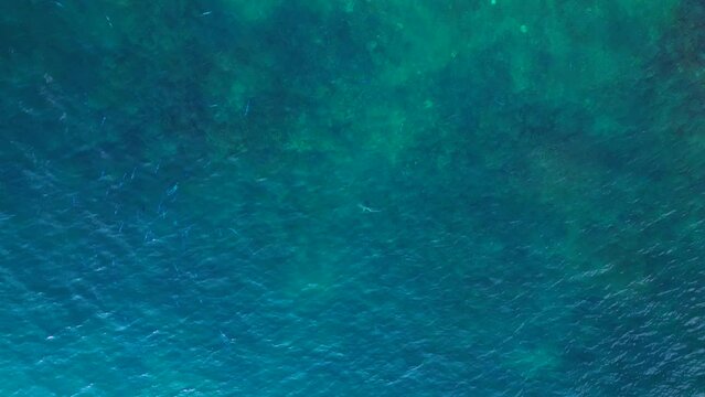 Reef shark black fin in blue turquoise sea. Amazing aerial top view flight drone