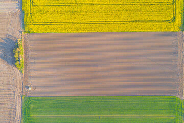 overhead drone aerial view of agricultural fields of canola and wheat in springtime